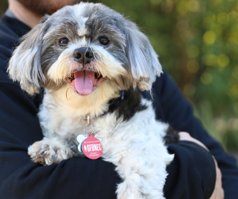 Customizable Pet Tag